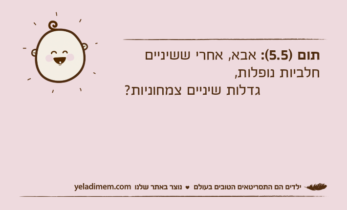 תום )5.5(: אבא, אחרי ששיניים חלביות נופלות,             גדלות שיניים צמחוניות?